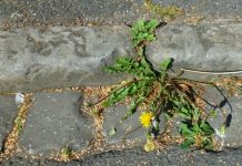 Der ewige Streit: Wildkräuter in der Stadt