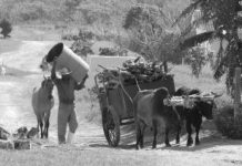 Wie aus dem Buchhalter ein Bauer wird
