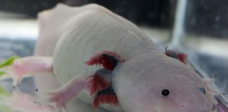 Copyright CC: Henry Mühlpfordt