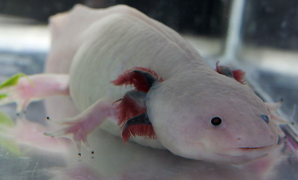 Copyright CC: Henry Mühlpfordt Copyright CC: Henry Mühlpfordt