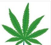 Experten unterstützen Cannabislegalisierung