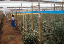 Fairer Handel in der Kritik