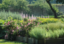 Klosterkirche Riddagshausen – Kaffee, Führung und mehr im Klostergarten am 05.07.2015