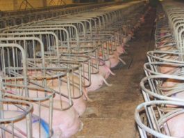 Getötete Tiere. Über die Massentierhaltung und die Jagd