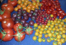 Neues Lebensmittel-Forum zu Verbraucherfragen geht an den Start