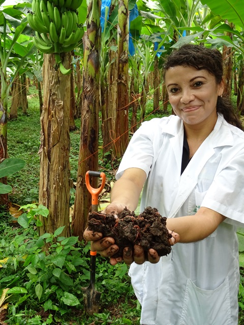 Frauregenwuermerkopie