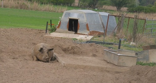 Schweinehaltung-Freiland1