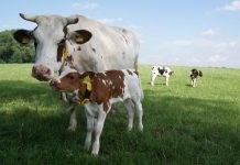 Biofleisch – wirklich weniger Tierqual?