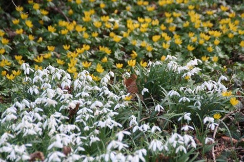 Winterlinge_Schneegloeckchen_