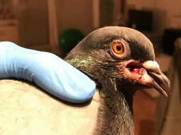 Taubenfreunde gesucht!