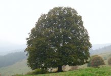 Prachtallee oder die Bäume der Erkenntnis