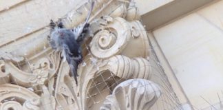 Taubenkadaver an den Schloss Arkaden