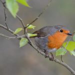 Rotkehlchen_jan-meeus-623294-unsplash