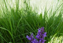 Klima und Biodiversität verbinden. Geht das?
