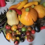 JUP selbst angebautes Gemüse