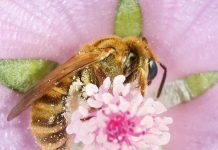 Wildbienen entdecken auf dem Stadtfriedhof Braunschweig