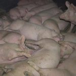 Peta – Massentierhaltung