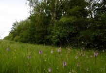 Weltnaturschutzabkommen von 196 Staaten verabschiedet – eine kritische Würdigung