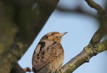Wendehals in den Herzogsbergen