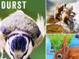 Unsere Tiere in der Stadt brauchen Wasser