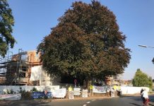 Kampf um die Blutbuche in Waggum