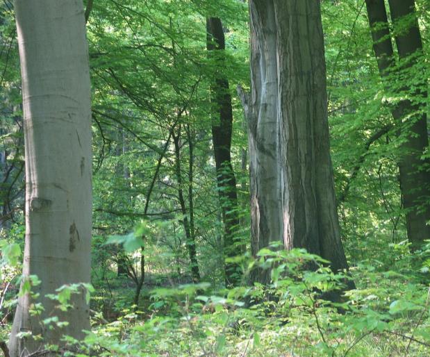 k-f weber 41.waldbrief