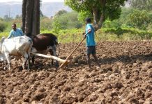 Nahrungsmittel ODER Tierfutter und Bio-Sprit?