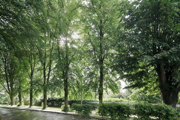 Rainer Löwen Lindenallee Grünewaldstraße