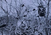 FEUER / EIS / VERNETZTE WELT