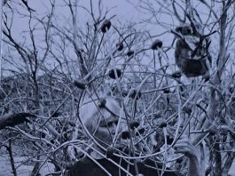 FEUER / EIS / VERNETZTE WELT