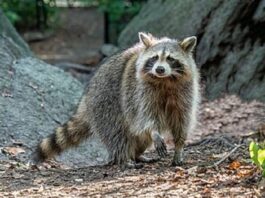 Niedlich mit verheerenden Folgen – Waschbären und Nutrias im Naturschutzgebiet/ Riddagshausen