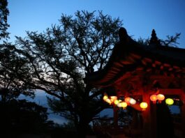 Hurra! OB Kornblum pflanzt eine Zelkove!