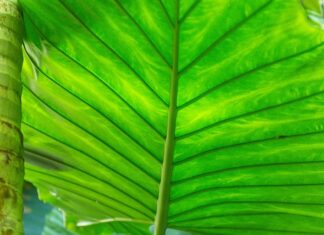 Lesung mit Musik im Botanischen Garten: „Wasserzeichen“