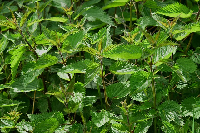sipa-nettle-785292_640