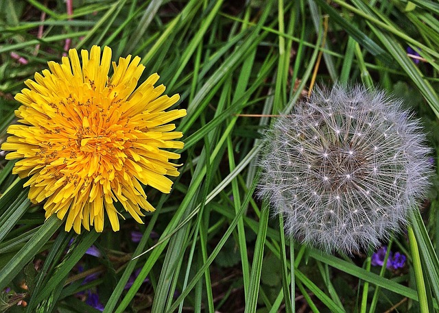 wokandapix-dandelions-1408981_640